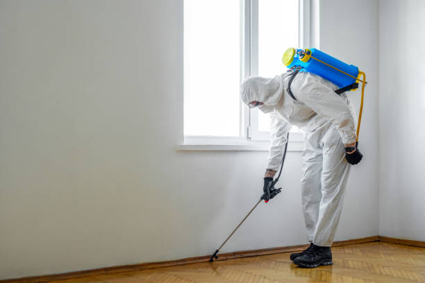 Best Wasp Removal Services  in Brush, CO