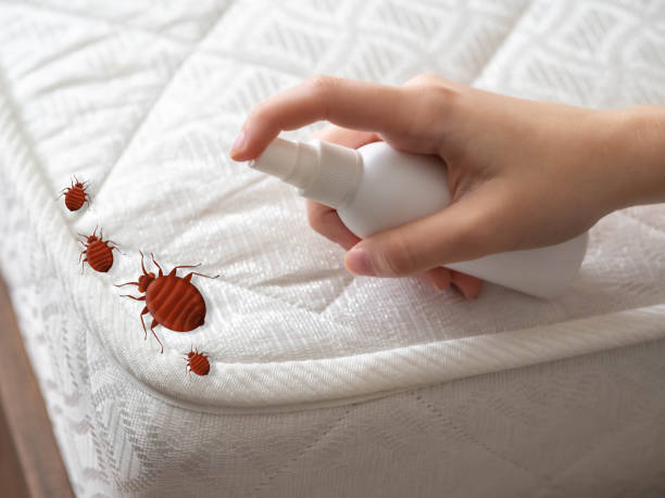 Best Exterminator Services  in Brush, CO