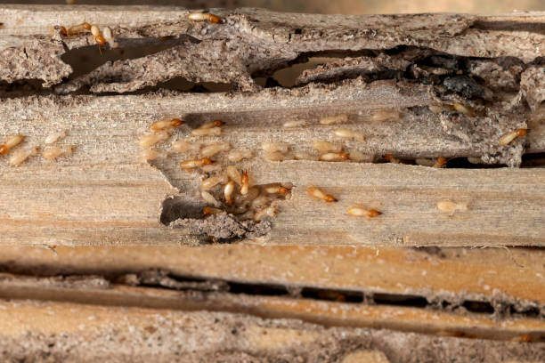 Best Pest Prevention Services  in Brush, CO