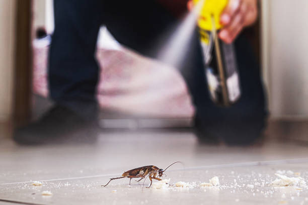 Best Cockroach Control Services  in Brush, CO
